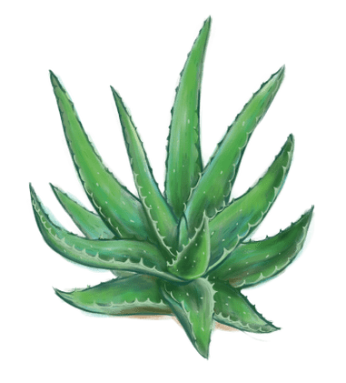 Aloe v Proctonic